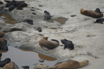 Lobos marinos en el área protegida de Punta Loma, Puerto Madryn. Reserva Punta Loma Lobería. - obrazy, fototapety, plakaty