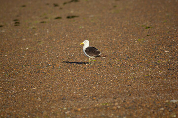 Gaviotas en la playa de  Puerto Madryn.