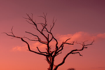 Surreal dry red tree against the red sky. Textured.