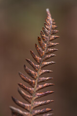 Narrow leaf of a dry brown-toned fern. Selective focus, out of focus areas.