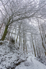 Trees along a snow-covered path in forest. Gdansk, Poland. - obrazy, fototapety, plakaty