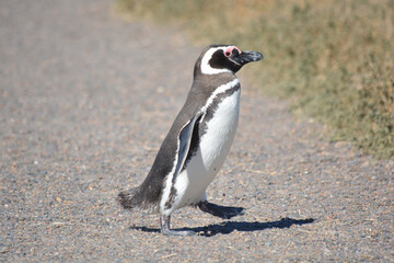 Fototapeta premium Pingüinos en la reserva natural de Punta Tombo, Chubut, Argentina