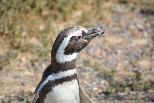 Primer plano de un pingüino en Punta Tombo, Chubut, Argentina