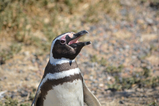 Primer plano de un pingüino en Punta Tombo, Chubut, Argentina