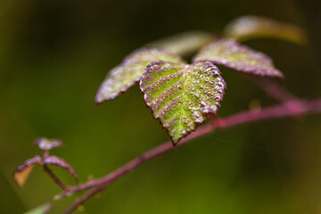 Closeup of a green leaf with raindrops in spring. Selective focus, out of focus areas.