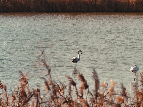 Flamand rose