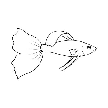 outline guppy fish, swimming, side view clip art preview