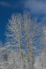 Barren tree against a blue sky in winter.