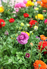 colorful ranunculus