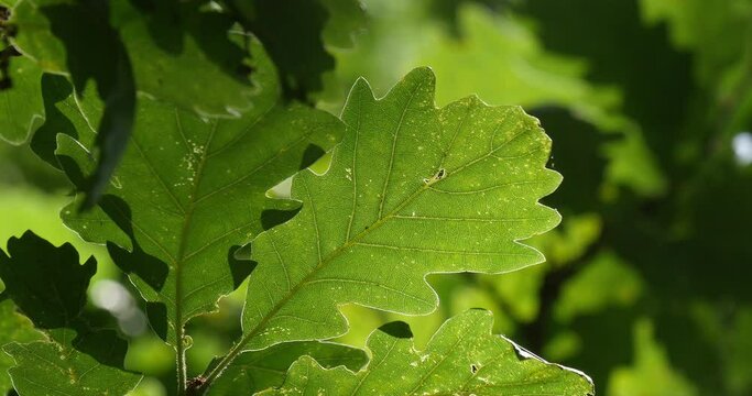 Leaves of English Oak, quercus robur or quercus pedunculata, Forest near Rocamadour in the South West of France, Real Time 4K