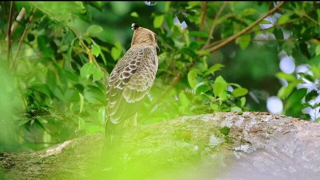 Wallace's hawk-eagle (Nisaetus nanus)in the forest. Sabah, Borneo
