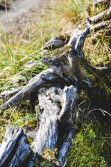 tree stump