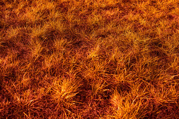 Surreal red foggy morning in the field, orange mist and grass. 
