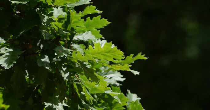 Leaves of English Oak, quercus robur or quercus pedunculata, Forest near Rocamadour in the South West of France, Real Time 4K