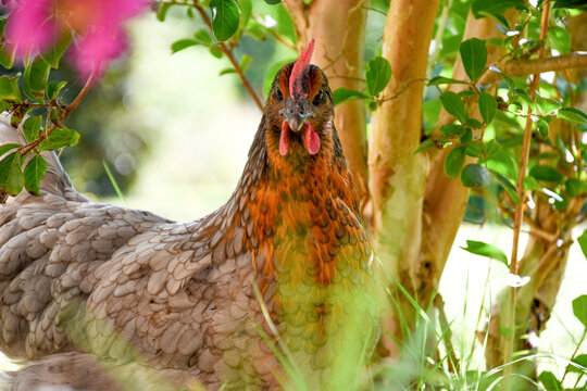 Poule pondeuse