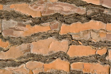  esempio di texture in natura per borsa shopper, coperta , design,carta da parati, dalla corteccia di un albero