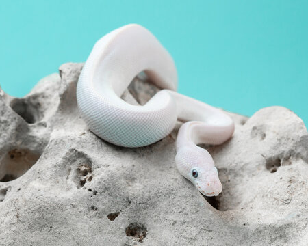 White snake on a light gray stone. Studio shot of a ball python. Cute Exotic Pet. Portrait of reptile on blue background. Leucistic regius with blue eyes