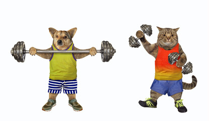 Dog and cat doing bodybuilding