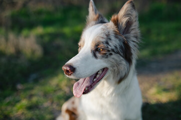 Portrait of a dog, white and brown border collie in the field and wood, head of a dog