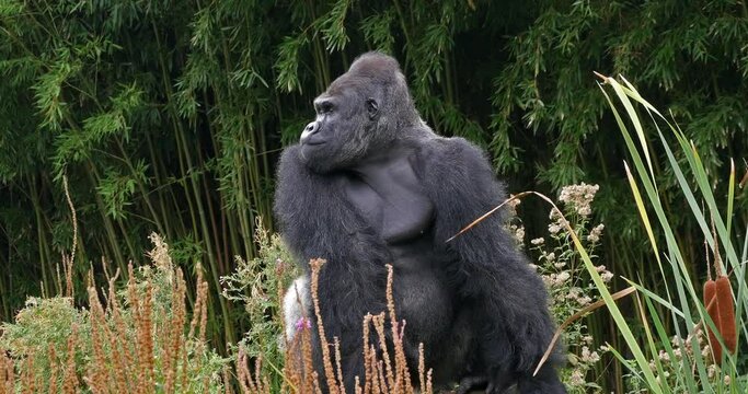 Eastern Lowland Gorilla, gorilla gorilla graueri, Silverback Male, Real Time 4K