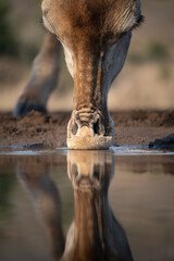Closeup of giraffe drinking