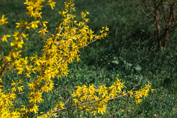 Vibrant yellow flowers among a green grass in a spring