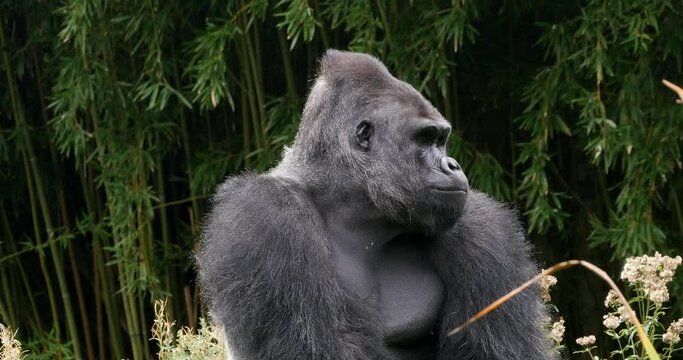 Eastern Lowland Gorilla, gorilla gorilla graueri, Silverback Male, Real Time 4K