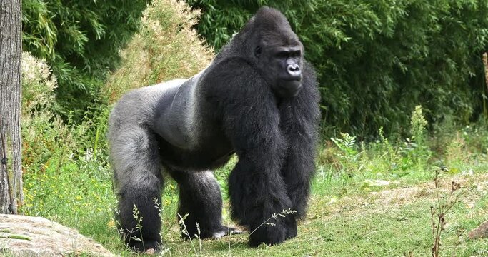 Eastern Lowland Gorilla, gorilla gorilla graueri, Silverback Male, Real Time 4K