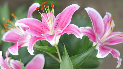 Fototapeta premium Bouquet of large Lilies. Lilium, belonging to the Liliaceae. Blooming pink tender Lily flower . Pink Stargazer Lily flowers background. Closeup of pink stargazer Lilies and green foliage. Summer