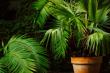 Gorgeous palm trees with fresh green leaves growing in pots.Small palm trees on dark background....