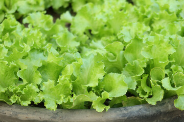  planting lettus leaf in a garden 