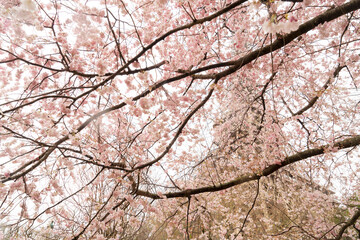 Eiffel Tower with bloooming sacura spring flowers, Paris, France