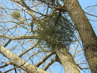 mistletoe on a tree in winter