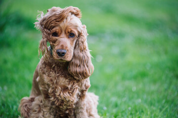 Cocker anglais golden