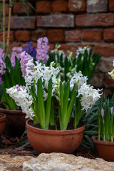 Hyacinth with white flowers in a decorative clay pot against a brick wall