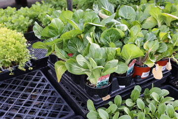 bok choy seedlings
