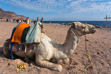 Sinai, Egypt: Laying camel and tourists on Red sea beach of Abu Galum National park.
