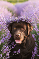 Close portrait of a broun labrador with a wreath of lavender who is smiling in a lavender field