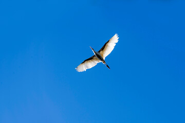 Cattle Egret (Bubulcus ibis)