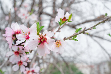 Naklejka premium Blossoming almond branch, selective focus on sweet fragrance flowers, spring abstract background with blurred image with pink flowers. Beautiful nature scene with blossoming tree, Easter day idea.