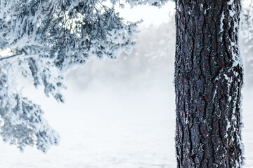 Fototapeta premium Pine tree stem with snow