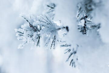 Close-up of a pine branch with snow