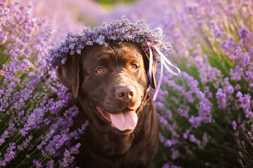 Close portrait of a broun labrador with a wreath of lavender who is smiling in a lavender field