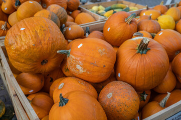 Large orange pumpkins in a wooden box at a farm for sale with price tag on it during harvest season...