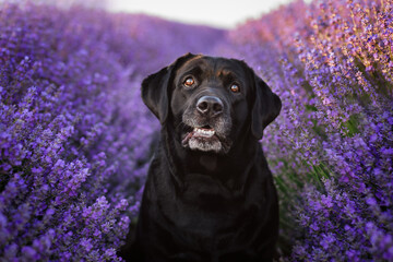 Close up of a black labrador smiling in a lavender field. Cute pets concept