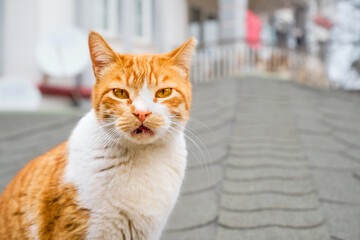 Naklejka na ściany i meble Homeless ginger cat looks at the camera, close-up of a cat with copy space for text, caring for local animals, taking care of the city's ecosystem, Protecting pets.