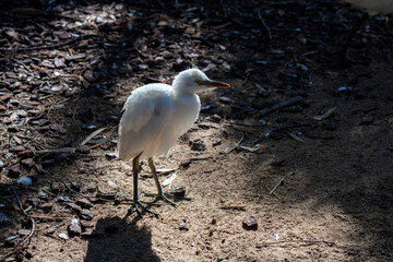 Egret (Ardea alba)