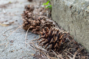 Fallen dried cones of coniferous trees
