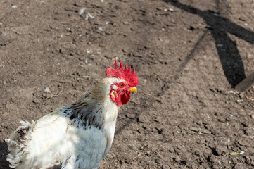 Farm chicken and farming concept