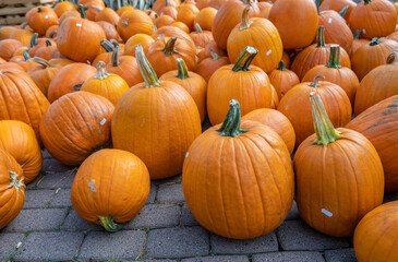 Large egg shaped orange pumpkin standing on the ground at a farm during harvest season for sale in october